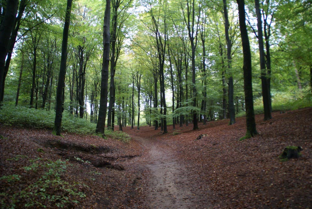 Mini Camping Het Wielseveld Betuwe Natuur Beuken op de Utrechtse Heuvelrug